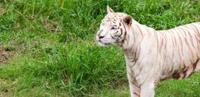 动物 危险 猎人 自然 老虎 野生的 野生动物 动物园