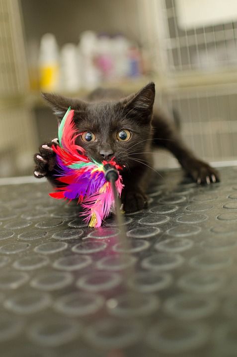 猫 小猫 小猫咪 黑猫 游戏 打猎 年轻的小猫 动物 达乔维茨
