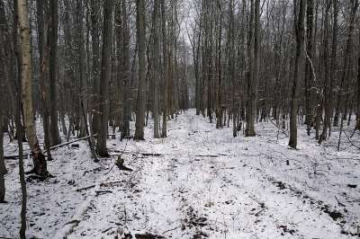 雪 森林 白色的 寒冷的 雪花 冬季景观