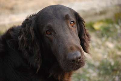 狗 家犬 家畜 动物 细心 春天 游戏 狗看 可爱的 忠于
