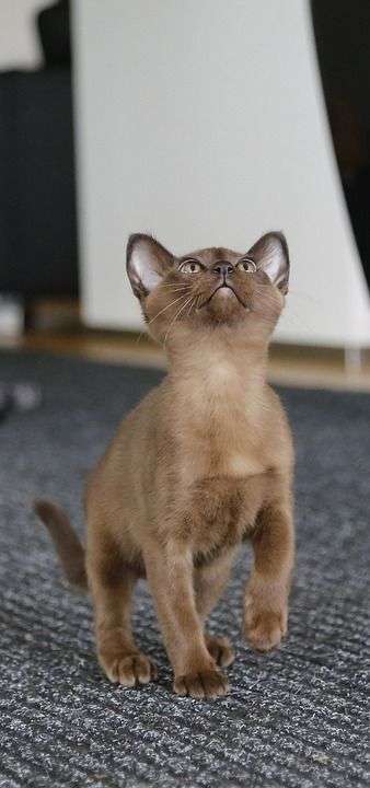 猫 家猫 缅甸语 家畜 小猫