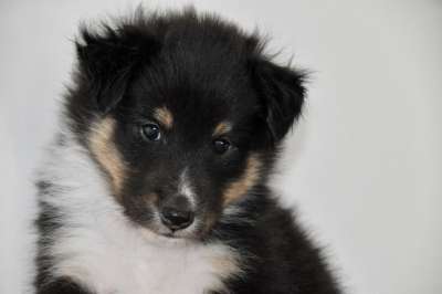 高野 狗 小狗 Pup 设得兰群岛牧羊犬 可爱的狗 幼犬 动物