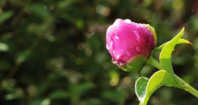 牡丹 芽 牡丹花蕾 花 自然 粉色的 花园 植物群 牡丹芽