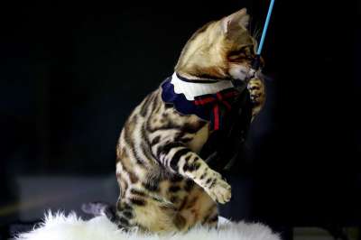 猫 孟加拉猫 宝贝猫 动物 孟加拉 宠物 猫的图片 微妙的组合