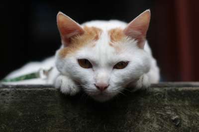 猫 宠物 猫科动物 动物 毛皮 基蒂 国内的 国内的猫 猫肖像