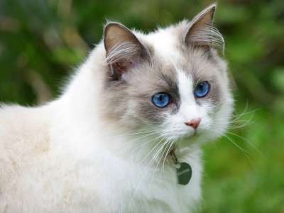 漂亮的猫 蓝眼睛 布娃娃 蓬松的 纯种 绿眼睛