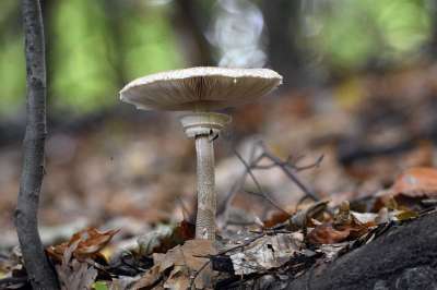 蘑菇 植物 野生蘑菇 森林 真菌学 自然 树叶 特写