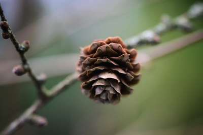 松果 分支 芽 春天的开始 森林 轻敲 树 春天 颚 科