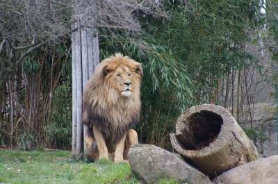 狮子 动物园 莱比锡 捕食者 大猫 王 狮子的鬃毛