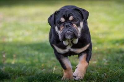 斗牛犬 英国斗牛犬 狗 家畜 肖像 可爱的