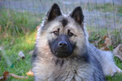 狗 母狗 狗Eurasier诺埃尔 蓝色的 Eurasier 狗肖像