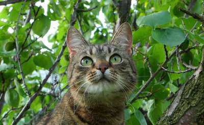 猫 树 动物 小猫 侧影 性质 大气层 绿色 美学 神秘