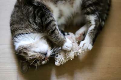宿醉 猫 俏皮的 鲭鱼 欧洲短毛 家猫 家畜 动物 玩