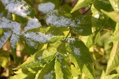 Hollunderblätter 雪 下雪的 冬天来临