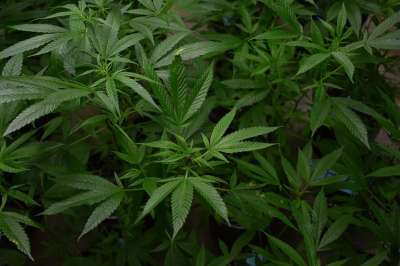 大麻 麻 锅 药品 甘贾 医疗的 植物 室内成长 温室成长
