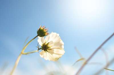 春天 春天的花朵 鲜花 花 白 花园 植物区系 夏季花卉