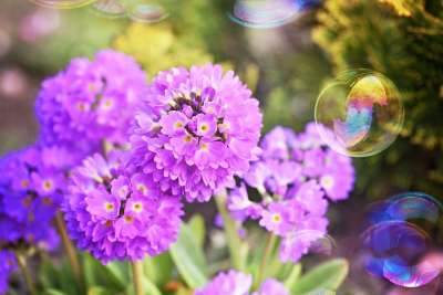 报春花 Kugelprimel 粉色的 春天的花朵 花园 自然