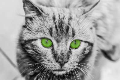 小猫咪 黑和白 可爱 宠物 猫科动物