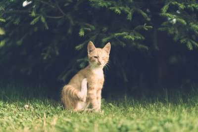 猫 眼睛 受伤 一只眼睛 村庄 疾病 优质的 木制的 户外的