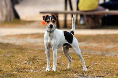 狗 动物 宠物 可爱 犬类 哺乳动物 草坪 外部 自然 青年