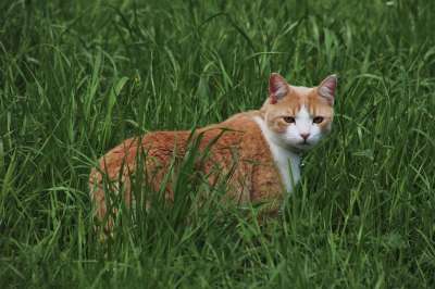 鲁迪 猎人 打猎 猫 跟随 漂亮 在早上 看 在草丛中 毛茸茸