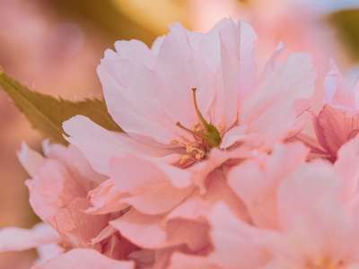 樱花 花朵 春天 粉红色的花朵 盛开 开花 枝杈 树 自然