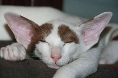 猫 睡觉 梦想 厌倦 睡着了 小猫 东方短毛猫 毛皮 可爱的