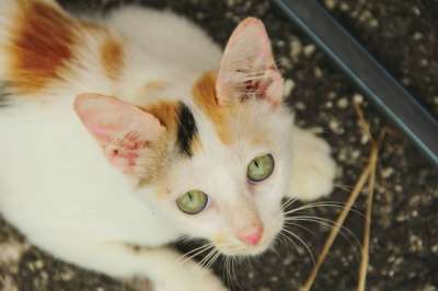 猫 宠物 动物 小猫 国内的 猫科动物 基蒂 哺乳动物 盯
