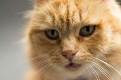 虎斑猫 猫 猫科动物 宠物 胡须 橙色的 动物 毛皮
