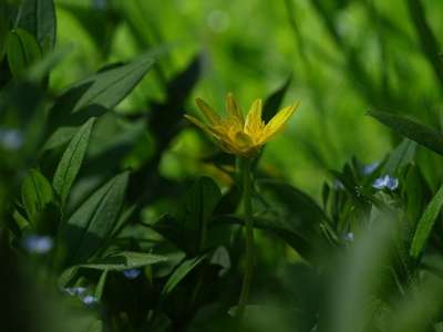 在草丛中 盛开 黄 自然 工厂 春天 宏 植物
