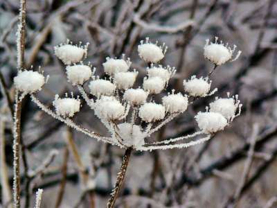 植物 冬天 雪 冻结 水晶 植物群 冰淇淋 冰冷的 寒冷的