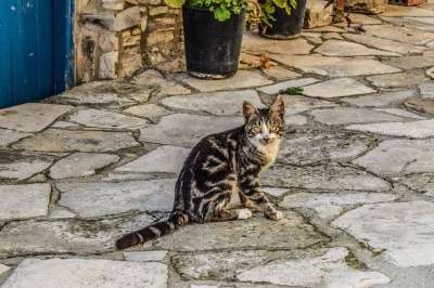 猫 动物 户外 街道 可爱的 看着 布朗街
