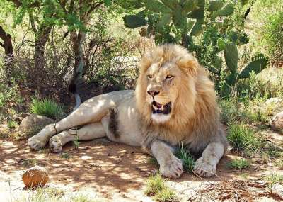 狮子 男性 大猫 野生动物 肖像 鬃毛 动物 捕食者 王 非洲