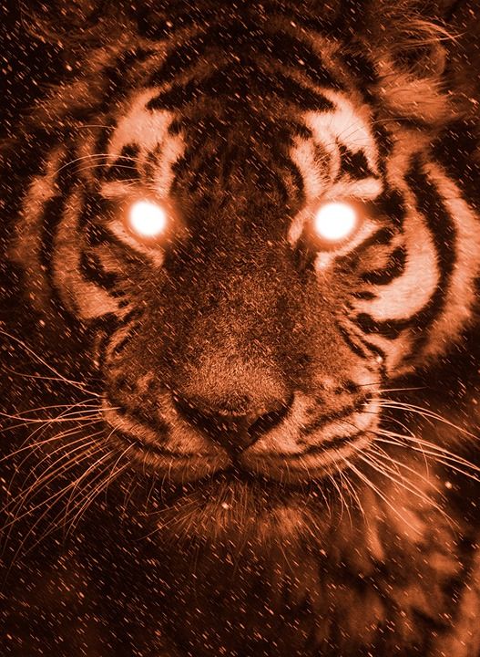 老虎 野生动物 动物 捕食者 猫 危险的 橙色的 艺术 设计