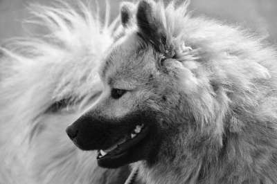狗Eurasier 黑白照片 肖像狗的档案 吉祥物 狗的奥拉夫-蓝色