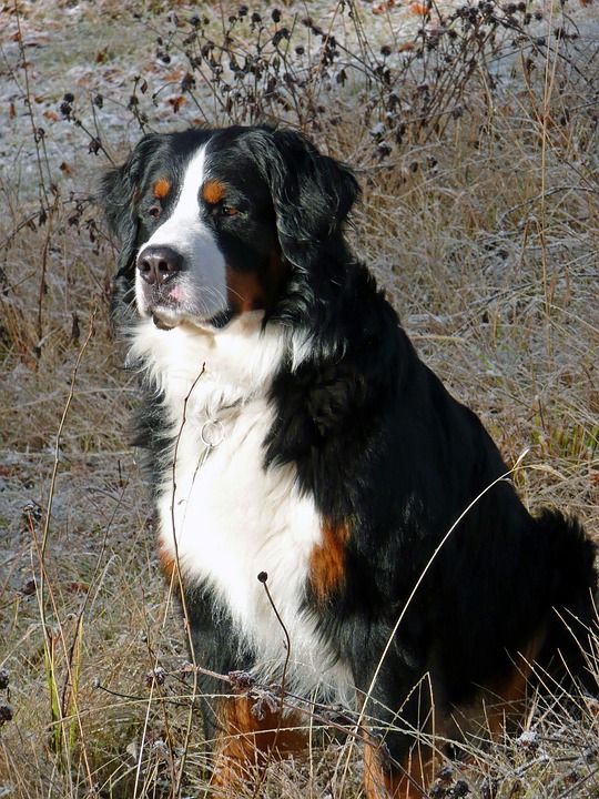 伯恩山犬 伯纳森嫩猎犬 狗 犬类 宠物 动物