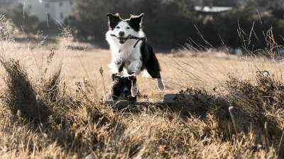 跳跃 狗 Bordercollie 宠物 动物 快乐 边境 有趣的