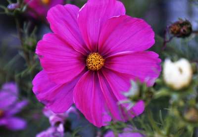 Kosmea 宇宙 粉色的 花朵 植物 支 投标 性质 背景