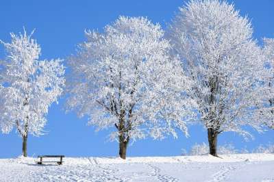 雪 树木 银行 雪地 冰冷的 冬季景观 霜 冬季天堂 雪漠