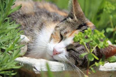 猫 睡觉 家猫 野生动物 动物