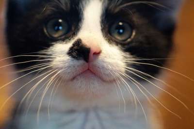 小猫 猫 胡须 猫眼 脸 猫科动物 肖像 黑和白 鼻子 枪口