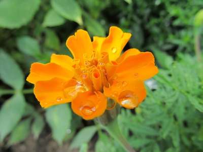 橙色的 工厂 花 自然 花园 夏天 盛开