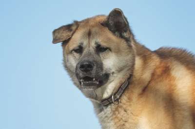 秋田 杂交种 狗 秋田犬 看门狗 家畜 警惕的 警卫 毛皮