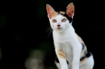 动物 猫 特写 可爱的 国内的 猫科动物 毛皮 小猫 基蒂
