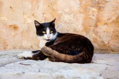 猫 家畜 家猫 动物 哺乳动物 宿醉 街头猫 猫咪 小猫 嗔