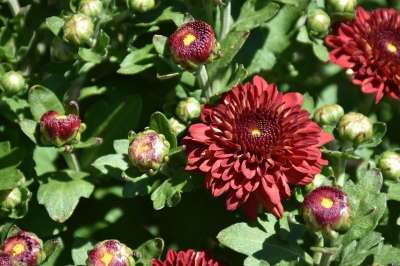 花 菊花 妈妈 红花 盛开 花瓣 春天 植物学 开花 自然
