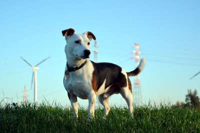 狗 杰克罗素梗 宠物 动物 梗犬 小狗 短发 国内动物 小的