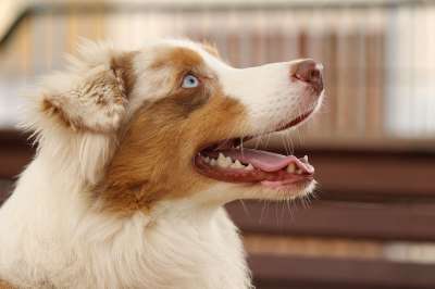 狗 品种 澳大利亚牧羊犬 肖像 特写 年轻