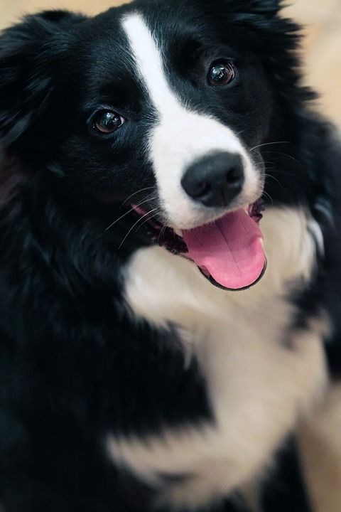 狗 动物 边境 边境牧羊犬 小狗