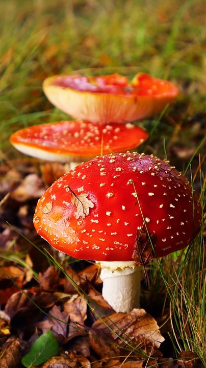 蘑菇 森林 自然 落下 有毒 苔藓 关闭 森林蘑菇 森林地面